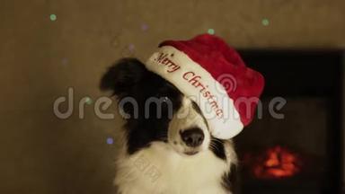 <strong>帽子</strong>落在狗`头上。美丽可爱的狗<strong>边框</strong>牧羊犬在圣诞老人的<strong>帽子</strong>`新年和圣诞节。 壁炉和壁炉
